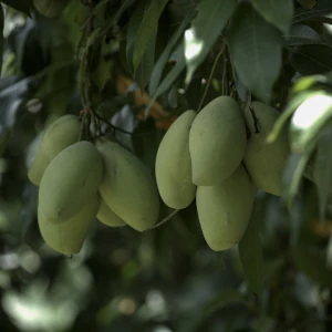 Mango tree